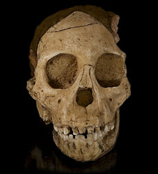 De grote ontdekking van Raymond Dart: het Taungkind, Australopithecus africanus