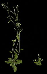 Nedostatok rastlinného hormónu auxínu môže spôsobiť abnormálny rast (vpravo)