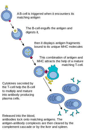 B-solujen aktivoituminen  