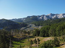 Montane fir-beech and subalpine maple-beech forests of Bijela gora. In the left foreground black pine
