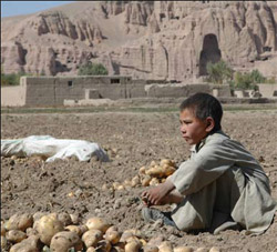 En lille dreng i en kartoffelmark i Bamyan  