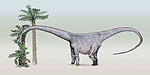 Barosaurus .