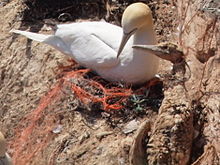 Zmumifikowany ptak (gannet) złapany w sieć, obok lęgowego.