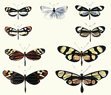 Näyttää Batesin jäljittelyn Dismorphia-lajien (ylin rivi, kolmas rivi) ja erilaisten Ithomiini (Nymphalidae) -lajien (toinen rivi, alin rivi) välillä Bates 1862 Bates 1862  