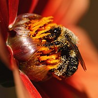 Bondar acoperit cu polen  