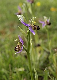 La orquídea abeja imita a las abejas en apariencia y olor: esto sugiere una estrecha coevolución de una especie de flor y una especie de insecto.  