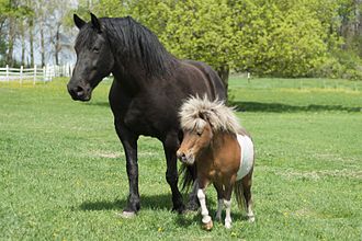 Dieren worden gefokt voor verschillende doeleinden. Twee soorten paarden, die voor een specifiek doel zijn gefokt.  