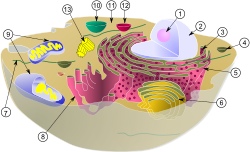  Tyypillinen eläinsolu. Sytoplasman sisällä tärkeimmät organellit ja solurakenteet ovat seuraavat: (1) nukleoli (2) tuma (3) ribosomi (4) vesikkeli (5) karkea endoplasminen retikulum (6) Golgin laitteisto (7) sytoskeletti (8) sileä endoplasminen retikulum (9) mitokondriot (10) vakuoli (11) sytosoli (12) lysosomi (13) sentrioli.  