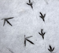 Ślady ptaków na śniegu.