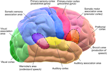 Functionele gebieden van de hersenschors.  