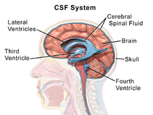 Sistemul LCR: Cei patru ventriculi produc LCR și îl trimit în spațiul subarahnoidian. LCR (ilustrat în albastru) înconjoară creierul și măduva spinării.
