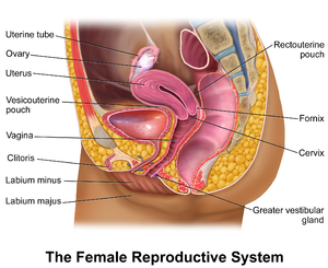 Vrouwelijk voortplantingssysteem  