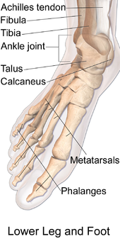 Darstellung der Knochen in Unterschenkel und Fuß
