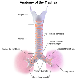 ヒトの気管の解剖図