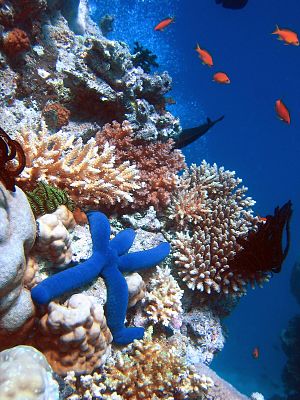 Os recifes de coral são um ecossistema marinho altamente produtivo.