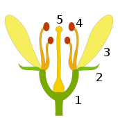Schematic representation of the parts of an angiosperm flower with perigynous perianth (= "medium" ovary): 1. receptacle 2. sepals 3. corolla petals 4. Petals4. Stamens (stamina) 5. pistil (pistil)