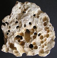 Drill shell limestone from the Upper Eselsberg near Ulm (Upper Marine Molasse)
