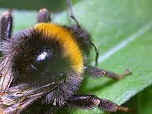 pubescence of a bumble bee