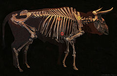 Aurochs skelet in Denemarken.