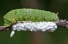 Braconid parasitoid hveps Apanteles kokoner på en larve  