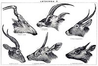 Horns of different horn bearers