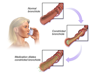 Bronchus plečiantys vaistai