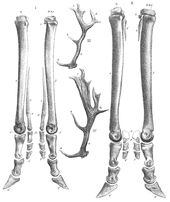 Anatomical formation of the forelegs in "telemetacarpalia" (left) and "plesiometacarpalia" (right)