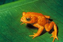 De gouden pad van Monteverde, Costa Rica werd voor het laatst gezien in 1989  