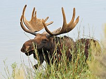 Stier eland op Seedskadee National Wildlife Refuge.  