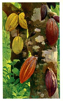 Kakaopalloja käsin värjätyssä valokuvassa noin vuodelta 1903.  