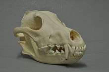 Wolf skull. The zygomatic arch below the orbit is widely projecting, the crest on the top of the skull is clearly formed.