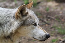 The muzzle of a wolf is long, its neck muscles are strong. The head is often held at the level of the back