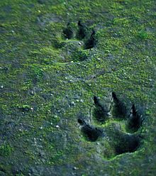 Tread seal of a wolf on superficially dried, sodden ground