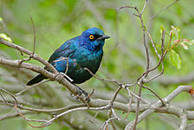 Red-shouldered Glossy Starling (Lamprotornis nitens)