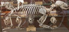 Skelett aus dem Muséum national d'histoire naturelle, Paris