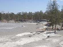 Casuarinas at the edge of the mud volcanoes in Oesilo