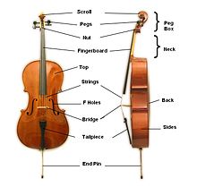 De onderdelen van een cello
