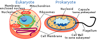 De cellen van eukaryoten (links) en prokaryoten (rechts)  