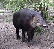 Tapir (Bergkoe)