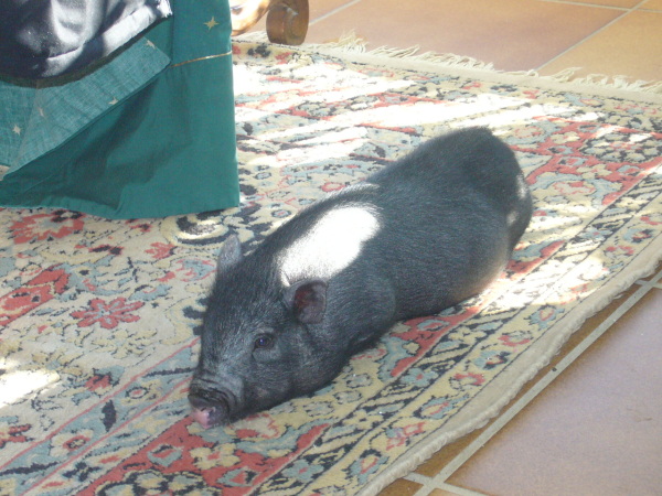 Świnia domowa kładąca się na dywaniku