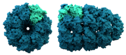 Die Struktur eines Chaperonins. Chaperonine unterstützen eine gewisse Proteinfaltung.