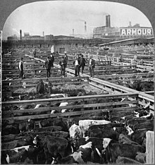 Cattle waiting to be slaughtered at the Union Stock Yards (1909)