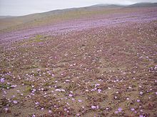 Flowering Atacama Desert (Desierto florido)
