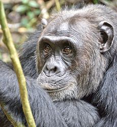 Ældre han-chimpanse, Uganda