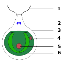 Representação esquemática de uma célula de Chlamydomonas com vaso sanitário cloroplástico
