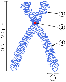 Schema van een gedupliceerd en gecondenseerd metafase eukaryotisch chromosoom. (1) Chromatide - een van de twee delen van het chromosoom na duplicatie.   (2) Centromeer - het punt waar de twee chromatiden elkaar raken.   (3) Korte arm. (4) Lange arm.  