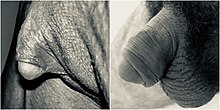 Vrouwelijke (links) en mannelijke (rechts) geslachtsorganen zijn ontwikkeld uit dezelfde weefselbundel. De clitoris is homoloog aan de penis en de grote schaamlippen zijn homoloog aan het scrotum.  