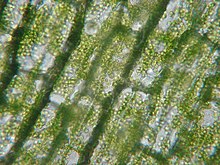 La clorofila se encuentra en altas concentraciones en los cloroplastos de las células vegetales.  