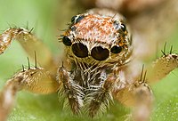 Tämän hyppyhämähäkin tärkeimmät keskisilmät ovat hyvin lähellä toisiaan.   Muita sivusilmäpareja on sen pään sivuilla ja yläosassa.  