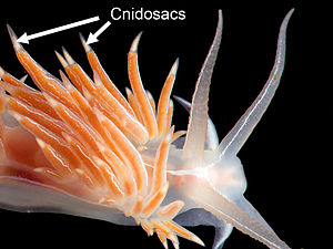  裸子植物Flabellina lineata的细节，显示其cerata和cnidosacs。